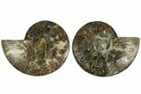 Cut & Polished, Agatized Ammonite Fossil - Madagascar #212893-1